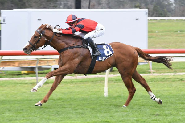 Customized will contest the Gr.3 Barneswood Farm Stakes (1400m) at Ashburton on Saturday.  Photo: Therese Davis (Race Images)