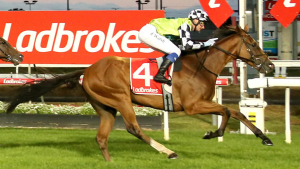 Dad and Dave was a $150,000 Read to Run purchase for Ciaron Maher.