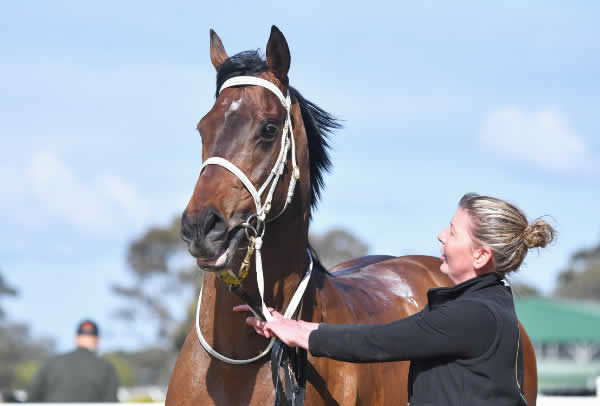 Daggers is a very good looking colt - image Pat Scala/ Racing Photos