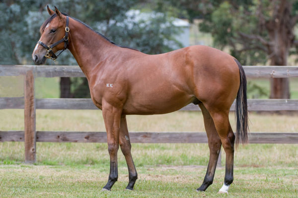 Daily Bugle a $230,000 Inglis Premier Yearling