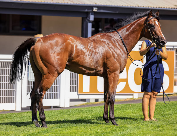 The handsome daily Bugle is the third most expensive yearling by his sire (image Grant Courtney)