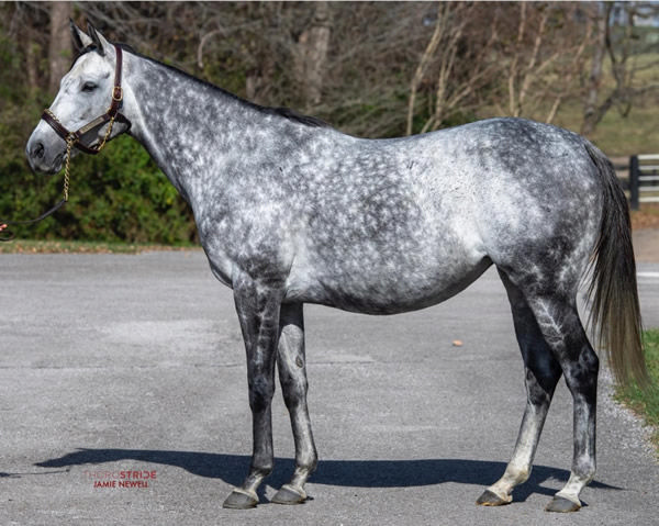 Sold for $1.65million - G1 winner Dalika is a stunning looking mare in foal to Flightline.