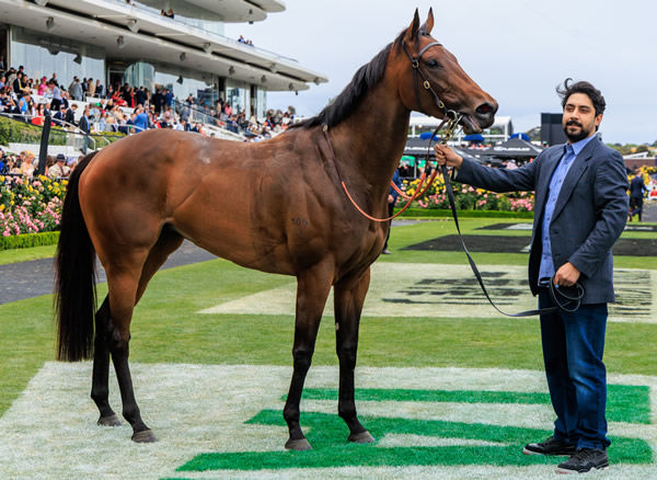 Dance to the Boom now a G3 winner - image Grant Courtney