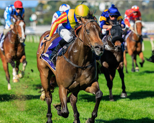 Dancing Alone likes winning - five from six with this Flemington success - image Grant Courtney