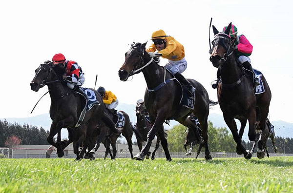Danjuro (centre) winning on debut at Woodville on Thursday. Photo: Peter Rubery (Race Images Palmerston North)