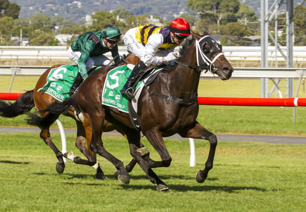 Gr.1 Melbourne Cup (3200m) contender Daqiansweet Junior. Photo: Atkins Photography