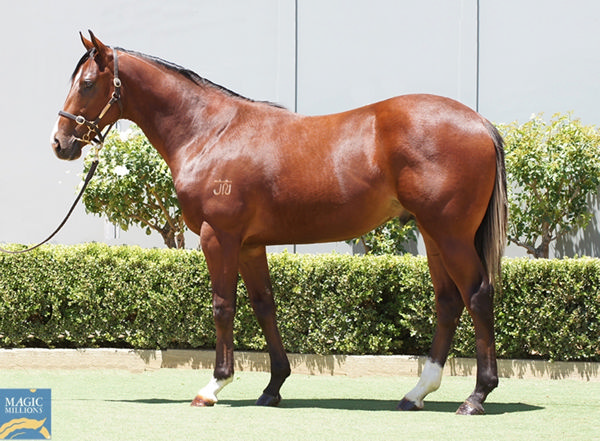 $220,000 D'Argento colt from Lift All Boats.