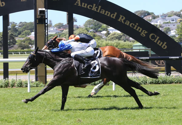 Dark Destroyer wins the G2 Auckland Guineas - image Trish Dunell