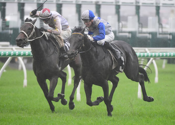 Dark Destroyer toughs out a gritty win in the Gr.3 Rough Habit Plate (2143m) at Eagle Farm  Photo Credit: Trackside Photography - Grant Peters