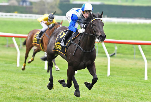 Dark Destroyer winning at Taupo on Wednesday. Photo: Race Images 