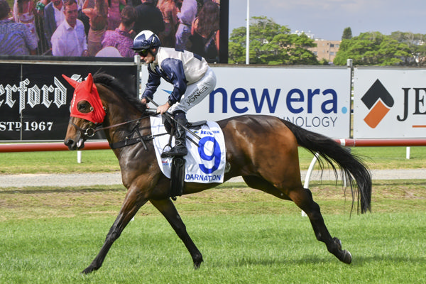 Irish bred Too Darn Hot mare that was a Group winner in the UK and Germany - image Bradle Photos  