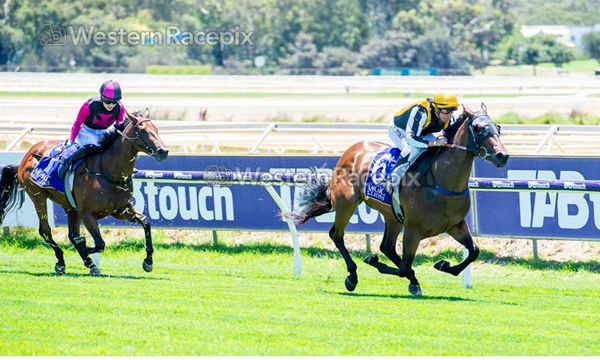 Daryte wins easily on debut at Ascot - image Western Racepix