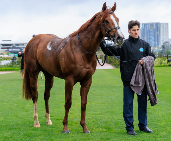 Dawn Service, now a stakes-winner! - image Grant Courtney 