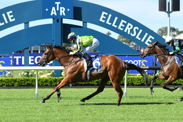 Day One winning the Barfoot & Thompson 1600 at Ellerslie, 11 December 2025 Photo: Kenton Wright (Race Images Official Photos)