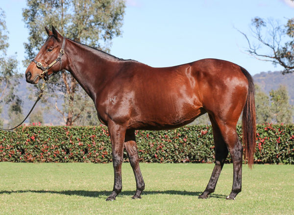 Daysee Doom was bought by Widden Stud / David Revers for $1.1million at the Inglis Chairman's Sale last year.