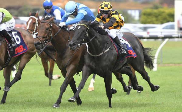 Dazzled winning the NHR Group 1300 at Ellerslie on Saturday.  Photo: Kenton Wright (Race Images) 