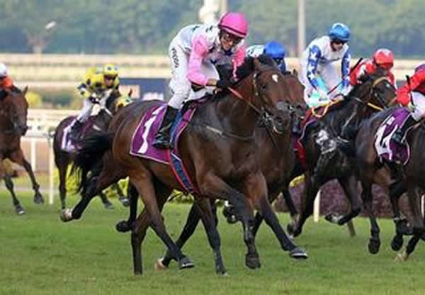 Singapore Horse of the Year Debt Collector