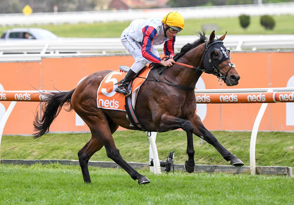 Delphi (IRE) disappointed in Caulfield Cup, but can he rebound? - image Pat Scala / Racing Photos.
