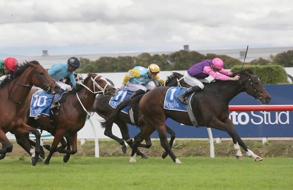  Denby Road bursts through a gap to take out the Gr.3 Inglis Sales Cambridge Breeders’ Stakes (1200m) Photo: Trish Dunell