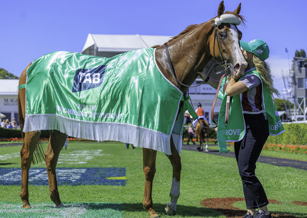 Derry Grove has won over $800,000 in prizemoney - image Grant Courtney