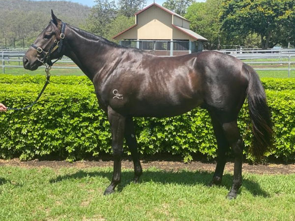 Derulo was bought for $15,000 from the 2020 Inglis Digital January Sale - click to see his page.
