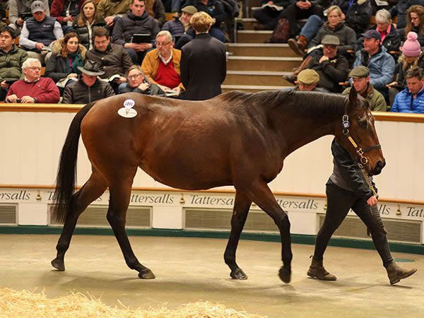 Desert Berry is the dam of Epsom Derby winner Desert Crown