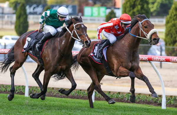 Desert Lightning defeats Moira in the So You Think Stakes (1500m) at The Valley on Saturday  Photo: Bruno Cannatelli 