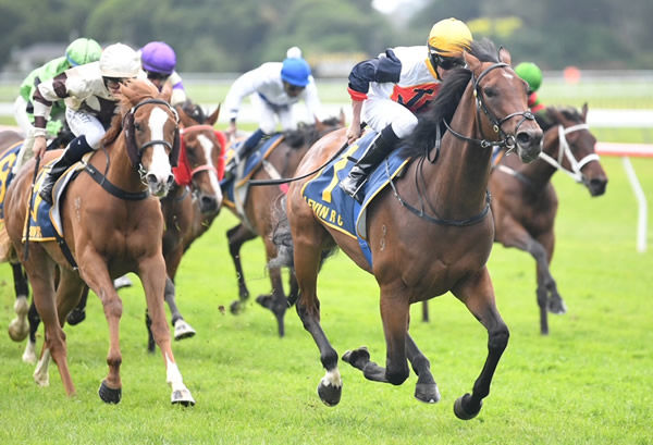 Devastate winning the Gr.3 Elsdon Park Wellington Stakes (1600m) at Otaki on Thursday. Photo: Race Images