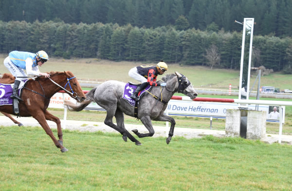 Diablo Blanco holds off the challenge of Matakana Perkynana to score at Oamaru on Sunday.   Photo: Tayler Strong