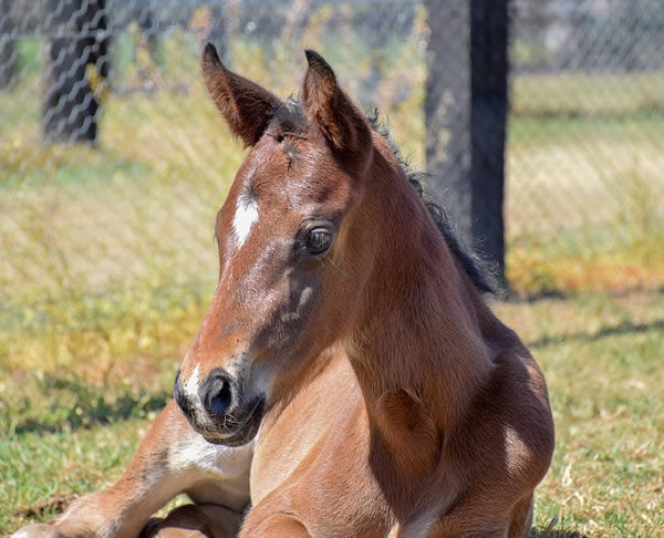 Diamond Drummer pictured as a foal at Newgate.  