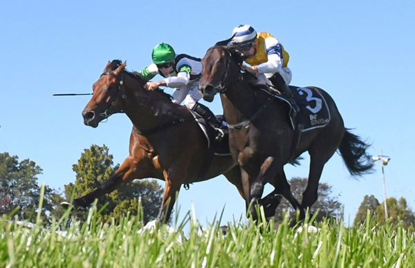 Dimaggio Joe (outside) will contest the Gr.2 Spirit Of Boom Classic (1200m) at Eagle Farm on Saturday. Photo: Peter Rubery (Race Images Palmerston North)