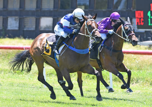 Two-year-old debutant Diss Is Dramatic wins comfortably at Tauherenikau Photo Credit: Race Images- Peter Rubery