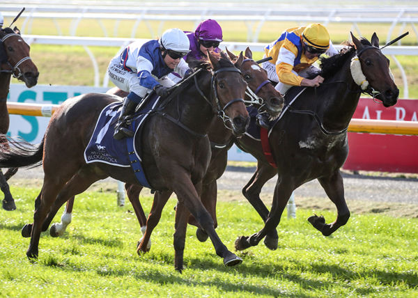 Tina Comignaghi urges Diss Is Dramatic to victory in the Listed Berkley Stud Champagne Stakes (1200m) at Riccarton Photo Credit: Race Images South