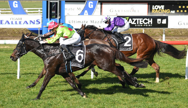 Divine Essence winning at Tauranga on Wednesday.  Photo: Kenton Wright (Race Images)