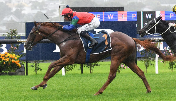 Domain Ace winning the Listed TAB Starway Stakes (1200m) at Ellerslie on Saturday.  Photo: Kenton Wright (Race Images)