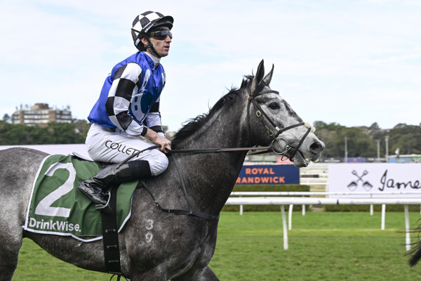 Don Diego de Vega (FR) is the latest Aussie SW for Lope de Vega - image Bradley Photography 
