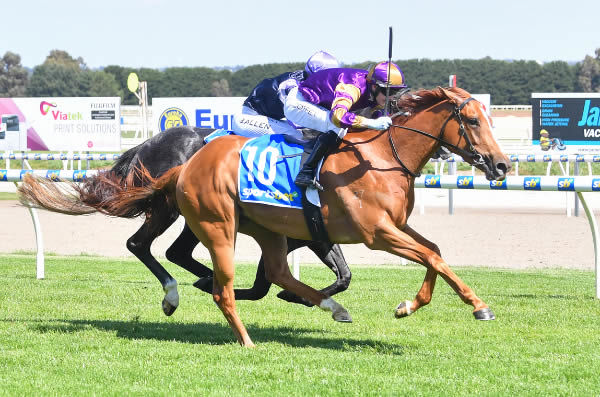 Double Market wins at Ballarat - image Pat Scala / Racing Photos