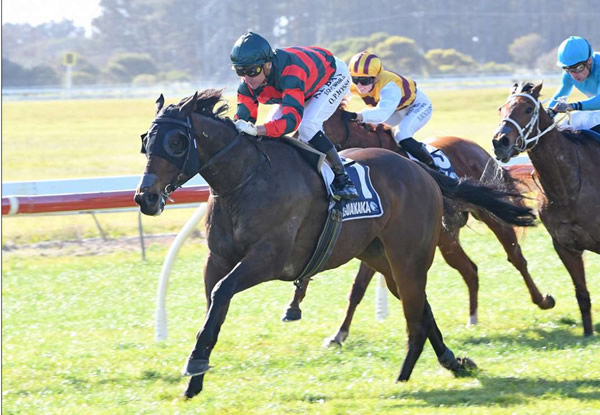 Dragon Leap will be one of the leading contenders in Saturday's Gr.2 Waikato Stud Foxbridge Plate (1200m) at Te Rapa.  Photo: Race Images