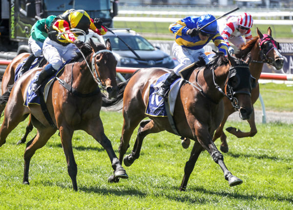 Dragon Storm (inner) and Lincoln King set down to fight out a thrilling finish to the G3 New Zealand Cup. Photo Credit: Race Images South