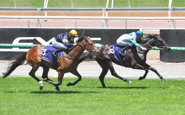 Dream All Day (NZ), ridden by Blake Shinn, claimed victory in the Henry Byron Moore Handicap at Flemington Racecourse on January 1, 2025. (Photo by Pat Scala/Racing Photos)