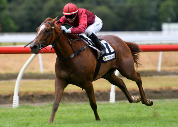 Dream Queen is well clear as she heads to the finish line at Te Aroha Photo credit: Race Images – Kenton Wright