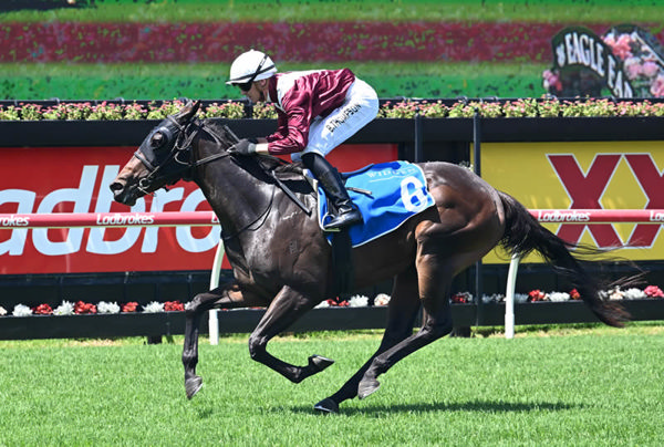 Dream Roca is Karaka Millions bound following her victory at Eagle Farm on Saturday. Photo: Grant Peters