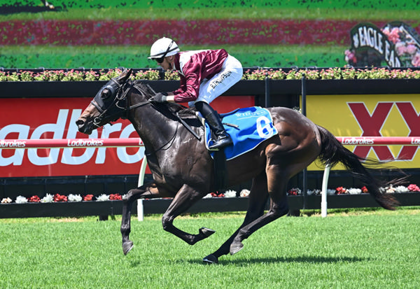 Dream Roca will be one of two representatives for Queensland trainer Liam Birchley in next Saturday's TAB Karaka Millions 2YO (1200m) at Ellerslie.  Photo: Grant Peters