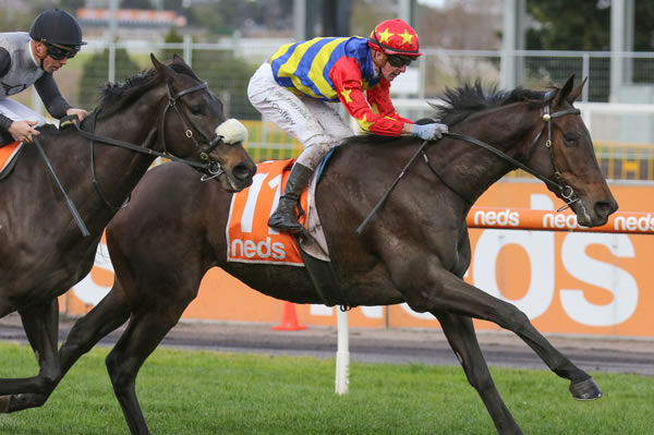  Duke Of Hastings claims victory at Caulfield Photo credit: Bruno Cannatelli