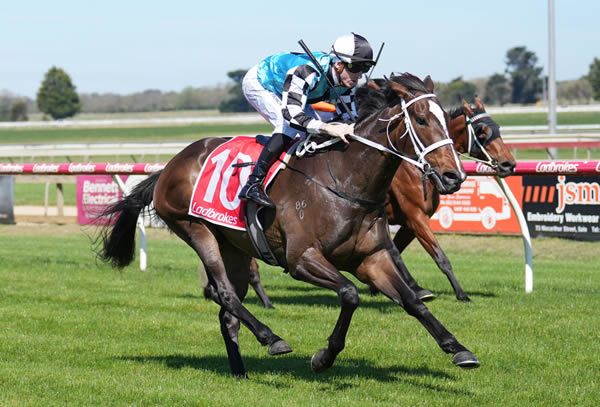 The Chris Waller-trained Dulcet, a son of Brighthill Farm stallion Eminent, powers to victory at Sale Photo: Scott Barbour