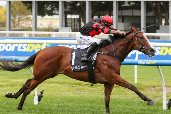 Dunkel proved too strong for his rivals on Saturday winning the Vale Verry Elleegant Handicap (2000m) at Caulfield. Photo: Bruno Cannatelli