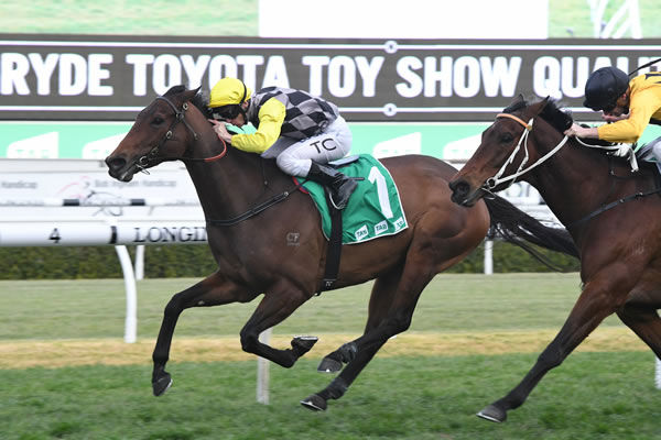 Egyptian Symbol was a star for Cressfield on the racetrack and her first foal, a colt by I Am Invincible sold for $1.5million!   - image Steve Hart