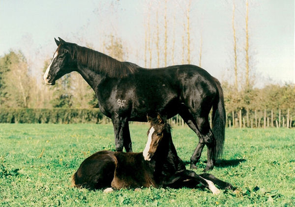 Three-time Broodmare of the Year Eight Carat. Photo: Cambridge Stud.