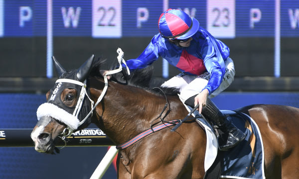 El Vencedor winning the Gr.3 Balmerino Stakes (2000m) at Ellerslie on Tuesday. Photo: Kenton Wright (Race Images)