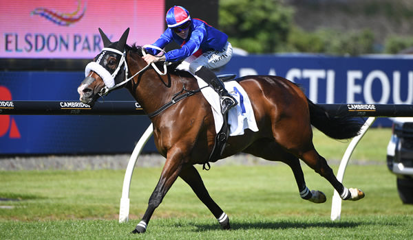 El Vencedor winning the Gr.3 Elsdon Park Balmerino Stakes (2000m) at Ellerslie on Tuesday.   Photo: Kenton Wright (Race Images)